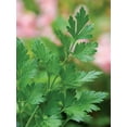 thumbnail image 3 of Burpee Plain or Single Italian Parsley Perennial Herb Seed, 1-Pack, Full Sun, 3 of 3