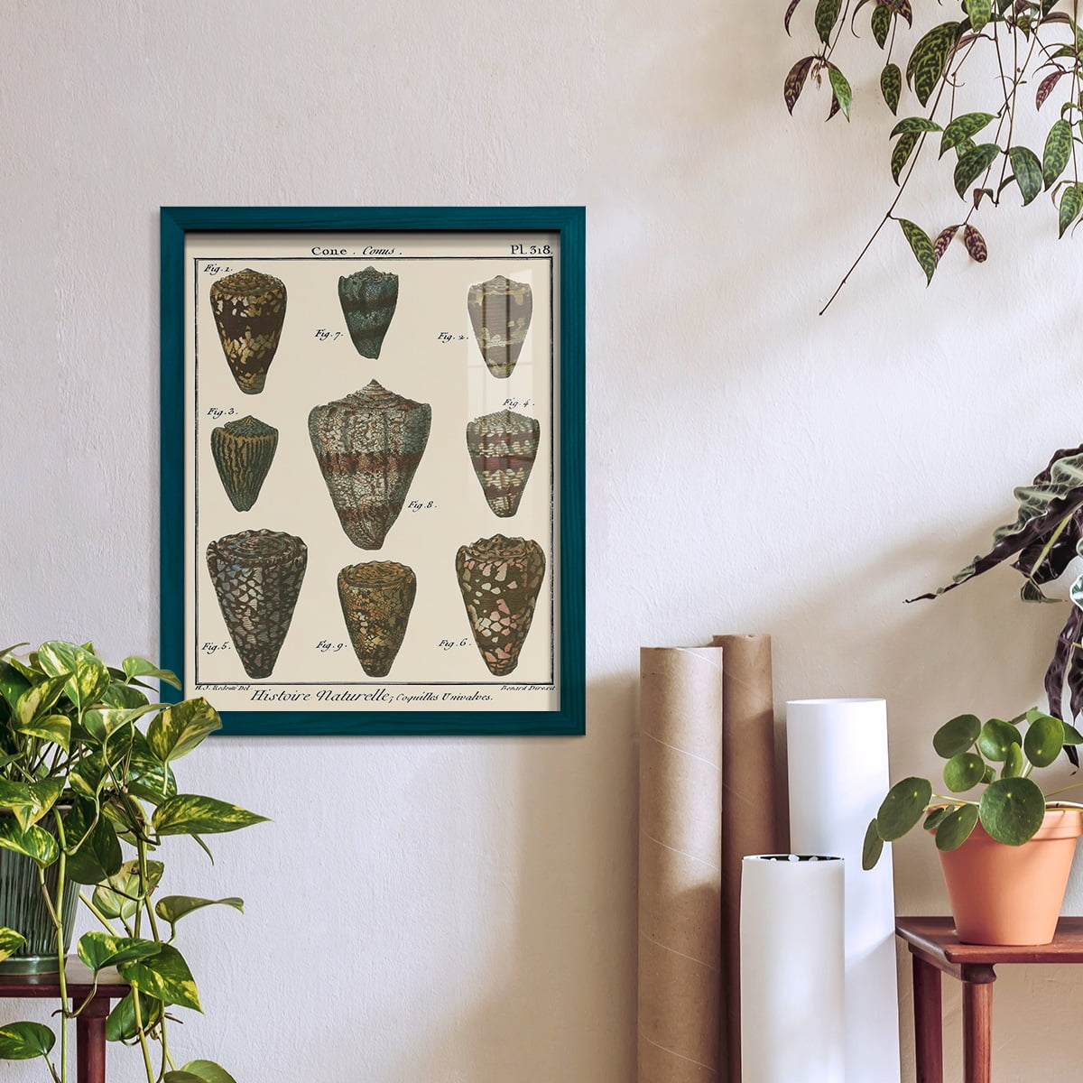 Cone Shell pl. 318 -Framed Print w/glass-Ocean Blue