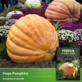 thumbnail image 4 of 3 Packs Atlantic Giant Pumpkin Seeds - Non-GMO Heirloom Annual Full Sun Vegetable, 4 of 7