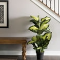 thumbnail image 4 of Vickerman 40" Artificial Green and White Dieffenbachia., 4 of 4