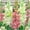 C, variant on Tuberose, Low Maintenance - Easy Grow - Ideal for Beds Borders, Plant Pots & Planters
