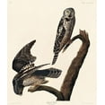 thumbnail image 2 of Audubon, John James 20x23 Black Ornate Wood Framed with Double Matting Museum Art Print Titled - Hawk Owl, 2 of 4