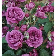 Sunbelt Plum Perfect Shrub Rose - Live Plant - ( 1 QT ) - Repeat Blooms