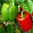 thumbnail image 2 of GSDWIUEW 3500+ Vegetable Seeds -12 Pack All Heirloom Vegetable Seed Collection, 14 Varieties, 2 of 8