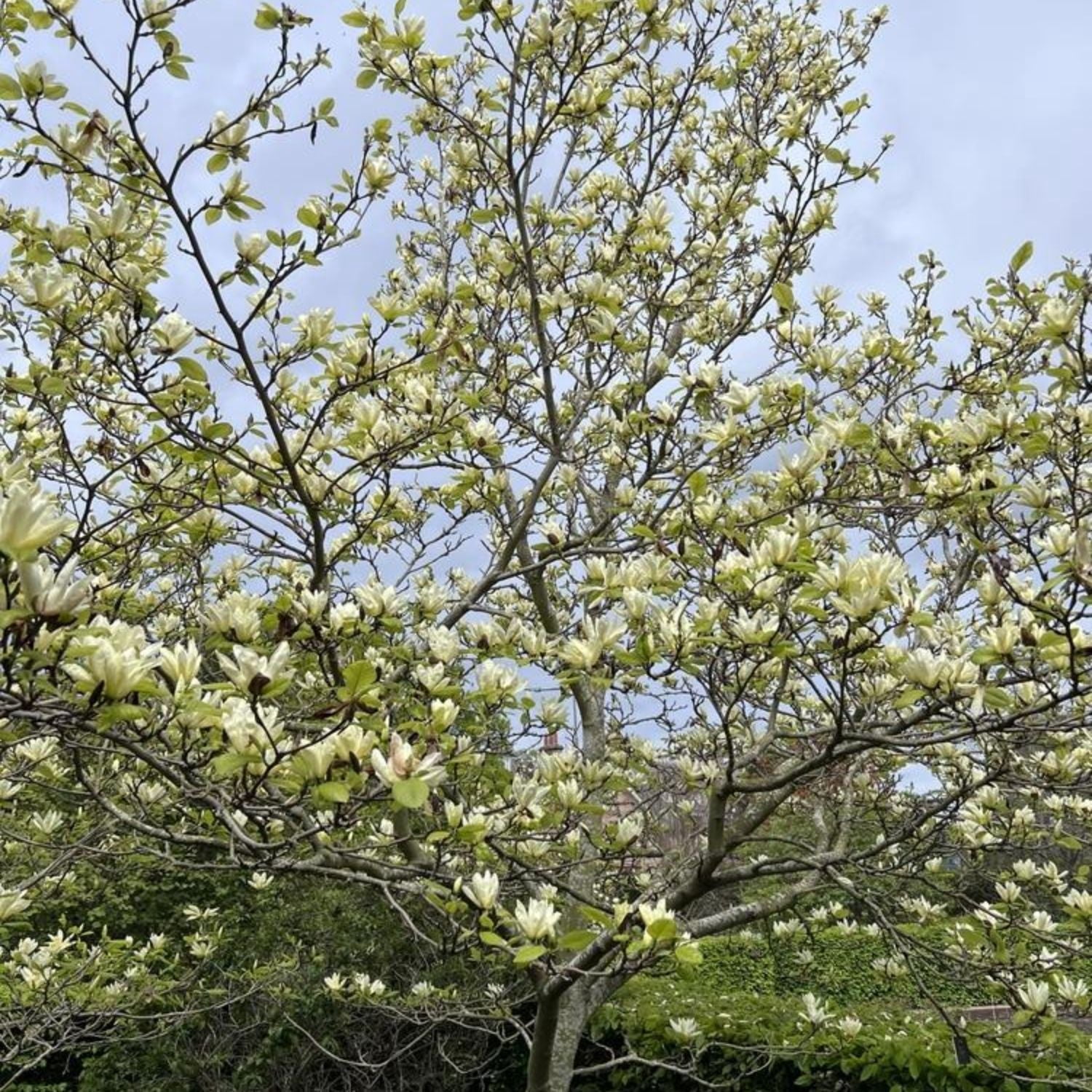 Expert Gardener 2-3' Magnolia Japanese Elizabeth Live Tree in 1 gal. Grower Pot