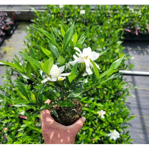 Frost Proof Gardenia ( Cape Jasmine ) - Live Plant - ( 1 QT ) | Full Sun | Evergreen | Fragrant Flowers