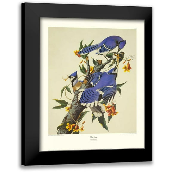 Audubon, John James 12x14 Black Modern Framed Museum Art Print Titled - Blue Jay (decorative border)