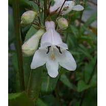 Foxglove Beardtongue Seeds - Penstemon Digitalis, Non-GMO, 500 Seeds, Native Perennial Wildflower for Pollinator Gardens