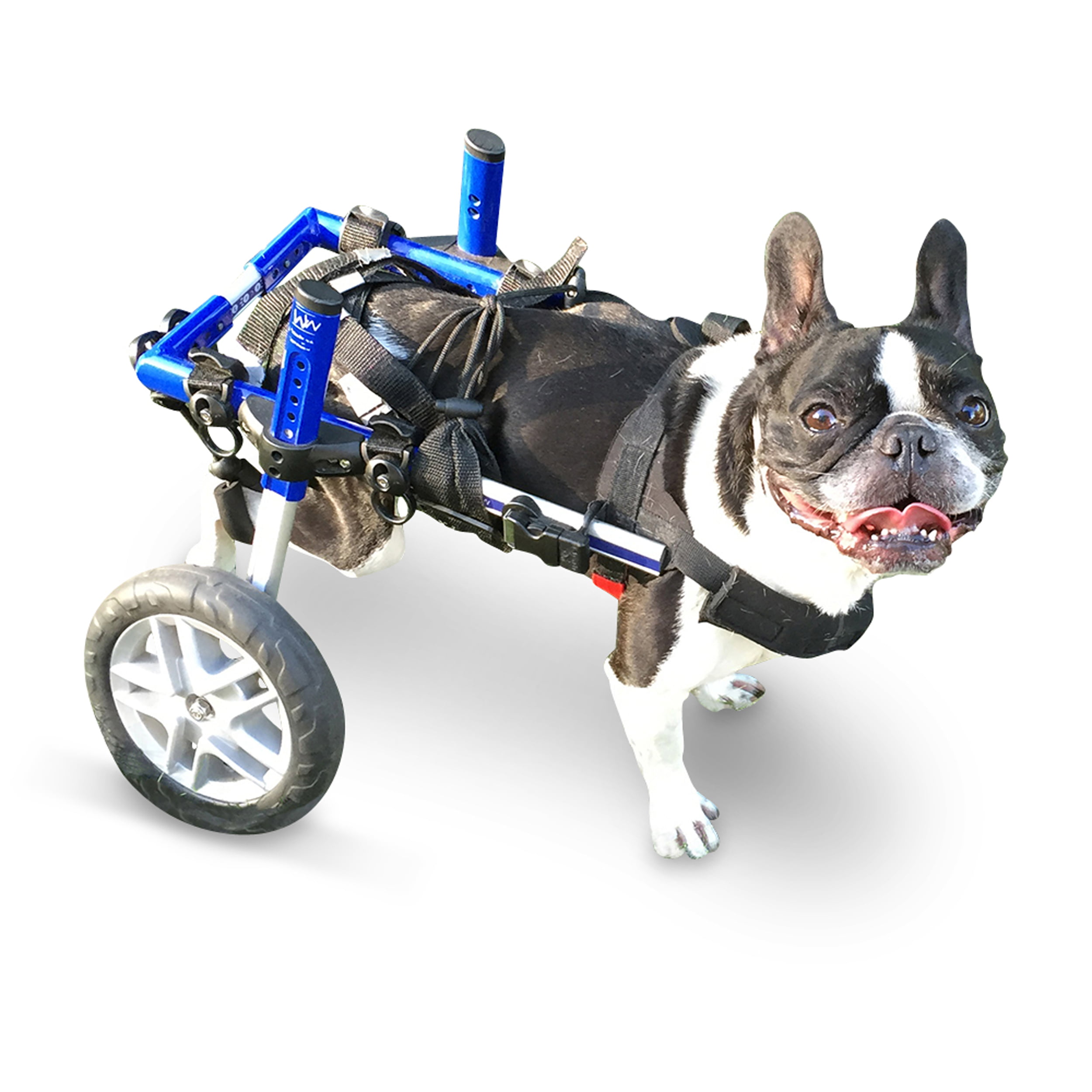 Refurbished Blue Dog Wheelchair for Small Dogs 1125