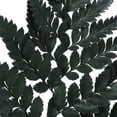 thumbnail image 4 of Vickerman 12-15" Fern Green Fern-Leatherleaf, 6 stems, Preserved, 4 of 4