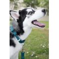 thumbnail image 3 of HSHDLDF Teal Martingale Heavy Duty Nylon Dog Collar 21 Vibrant Color Options (3/4 Inch Width, Small), 3 of 7