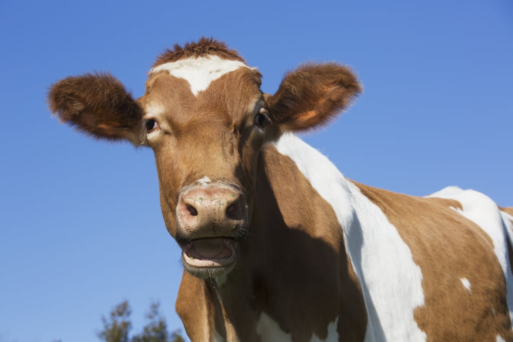 Guernsey Dairy Cow