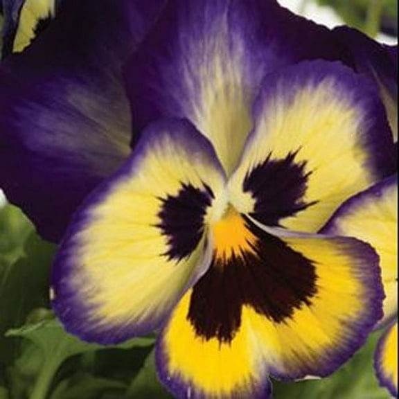 Outsidepride Pansy Blueberry Thrill - 100 Seeds