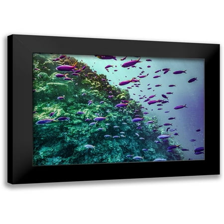 Fitzharris, Tim 14x11 Black Modern Framed Museum Art Print Titled - Coral reef fish-Philippines