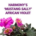 thumbnail image 2 of Harmony Foliage Harmony's Mustang Sally African Violet Saintpaulia 4 inch, 2 of 8