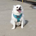 thumbnail image 2 of Mascota Perro Arnés Cachorro Caminar Pecho Correa 4 Colros S Yinane none, 2 of 8