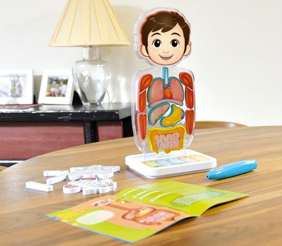 smart anatomy interactive human body