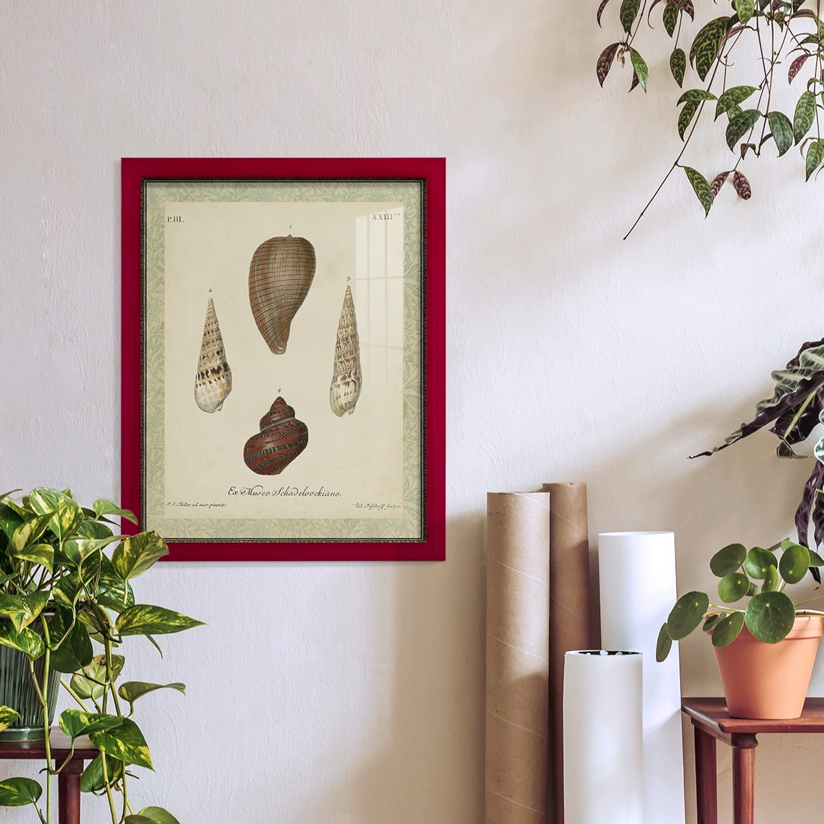 Bookplate Shells V - Framed Print w/glass - Cherry Red