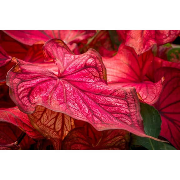 Fancy Caladium Bulbs for Planting (2 Bulbs) - Easy & Fast Growing Indoor or Outdoor Plants (Freida Hemple)