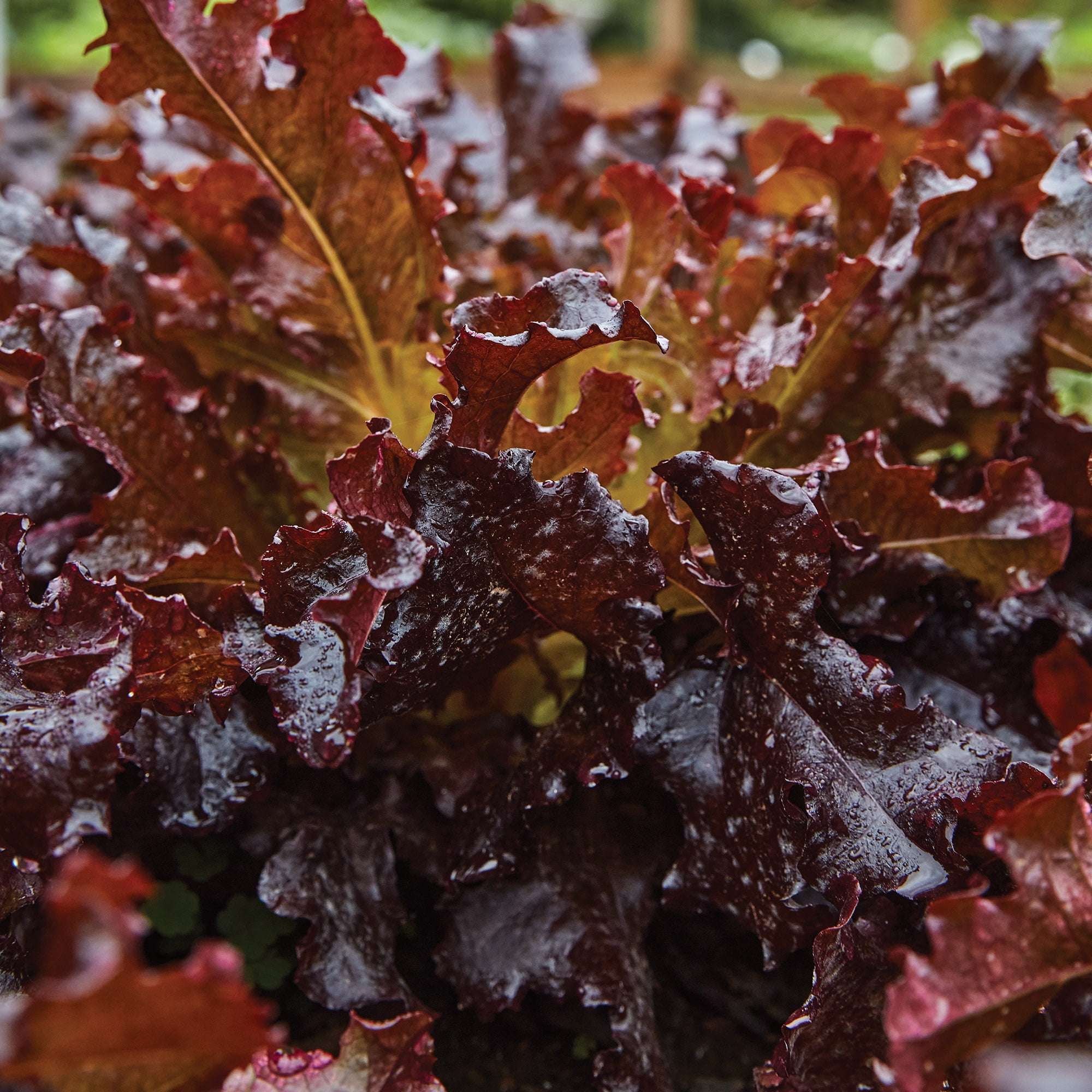 Burpee Red Salad Bowl Lettuce Vegetable Seed, 1-Pack