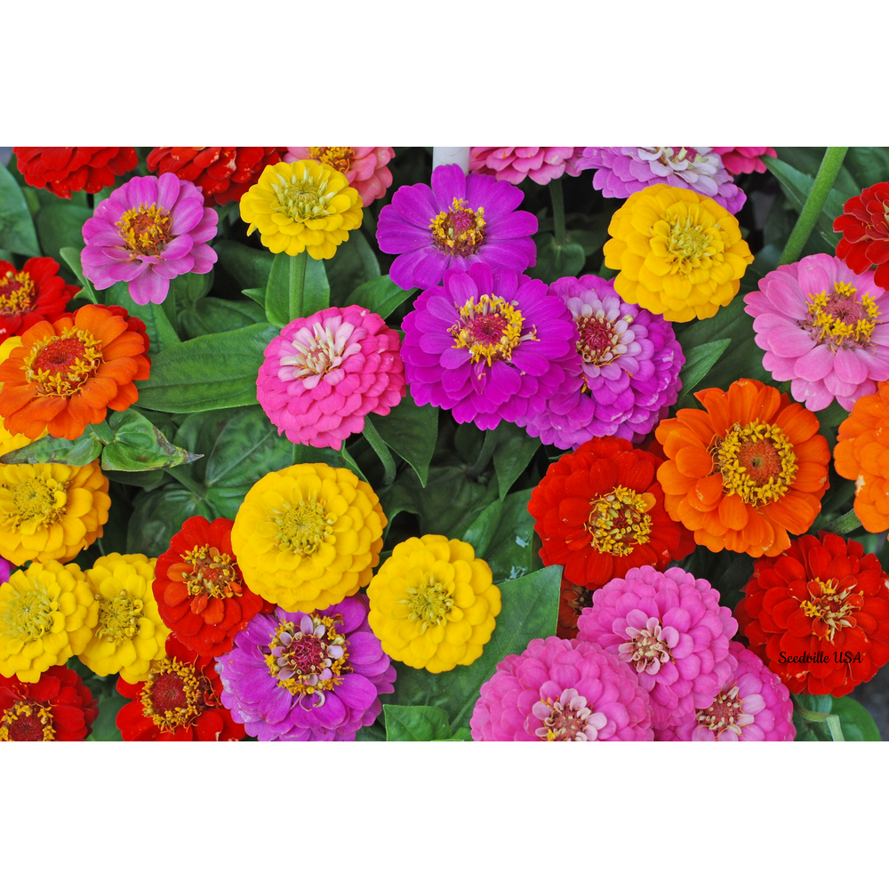 500 Mixed Colors CALIFORNIA GIANT ZINNIA Elegans Flower Seeds Walmart