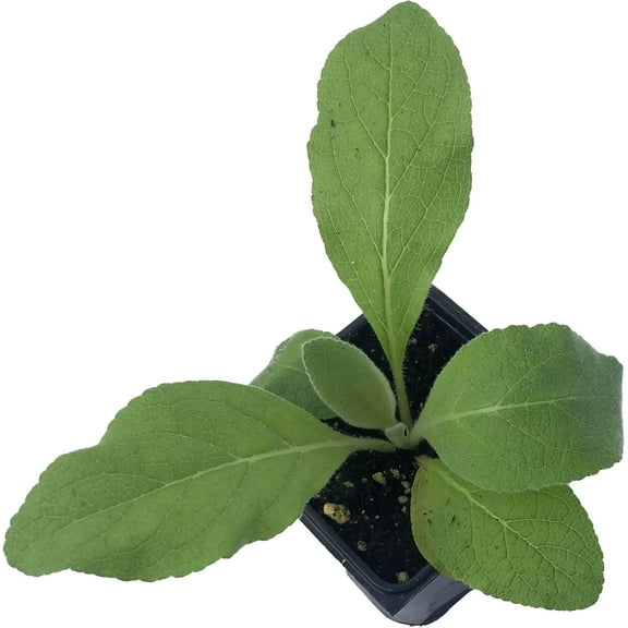Mullein (Verbascum thapsus) Organic Plant in 2.5-inch Pot by Smoke Camp Crafts -  Common Mullein, Velvet Plant, Toilet Paper Plant