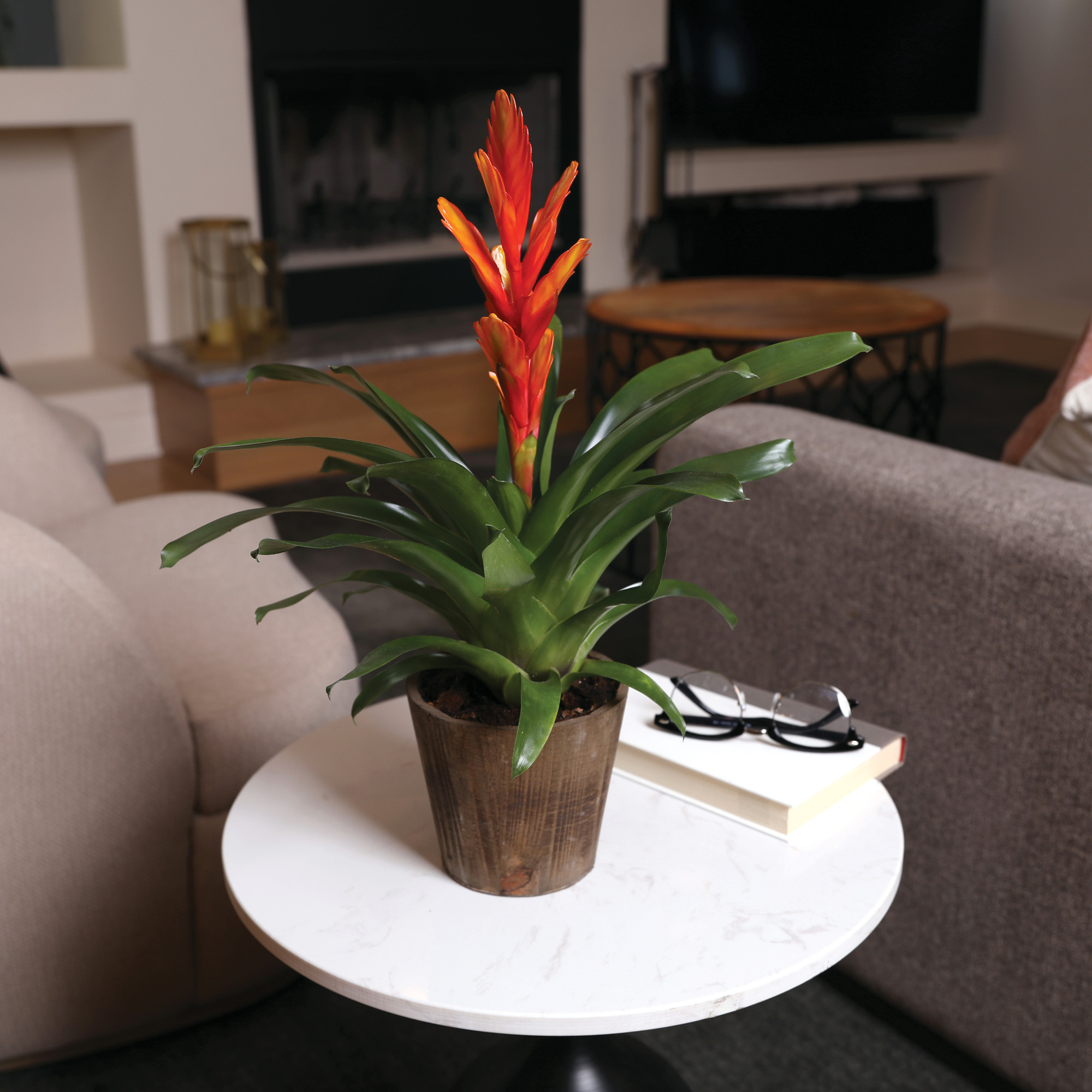 Just Add Ice 15" Tall Orange Vriesea Bromeliad Live Plant in 5" Moss Topped Brown Wood Pot, House Plant - image 3 of 6