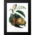 thumbnail image 2 of Hooker, William 19x24 Black Modern Framed Museum Art Print Titled - Mango with Butterfly, 2 of 5
