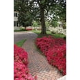 thumbnail image 3 of Red Ruffle Azalea  10 Live Seedlings  Rhododendron 'Red Ruffle'  Perfect for Colorful Vibrant Gardens  Hardy & Easy to Grow, 3 of 9
