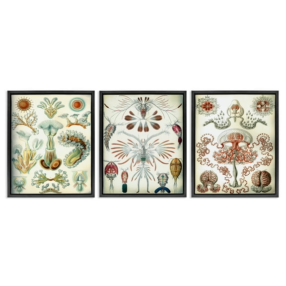 Stupell Industries Vintage Microscopic Crustaceans Animals Painting Black Floater Framed Canvas Art Print Wall Art, 17 x 21, Set of 3