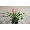thumbnail image 4 of Large Tillandsia Cyanea Pink Quill Air Plants House Plants in 4" Pot, 4 of 4
