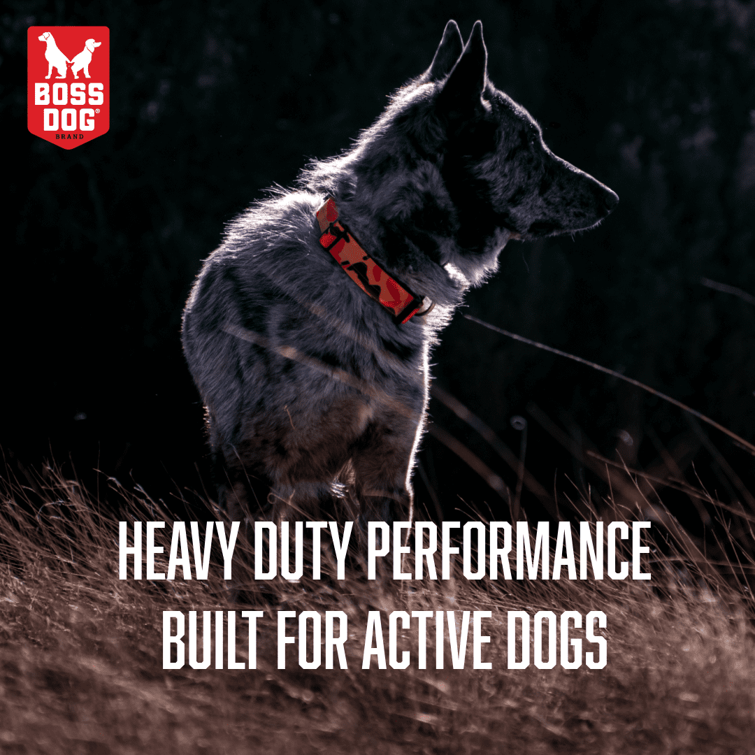 Boss Dog Tactical Collar, Orange Camo, X-Large