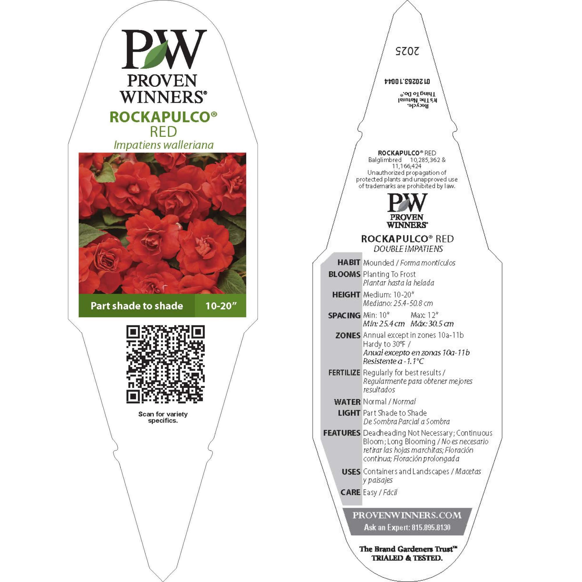 Proven Winners 4" Rockapulco Red Double Impatiens Live Plant in 4.25" Pot (4 Count)
