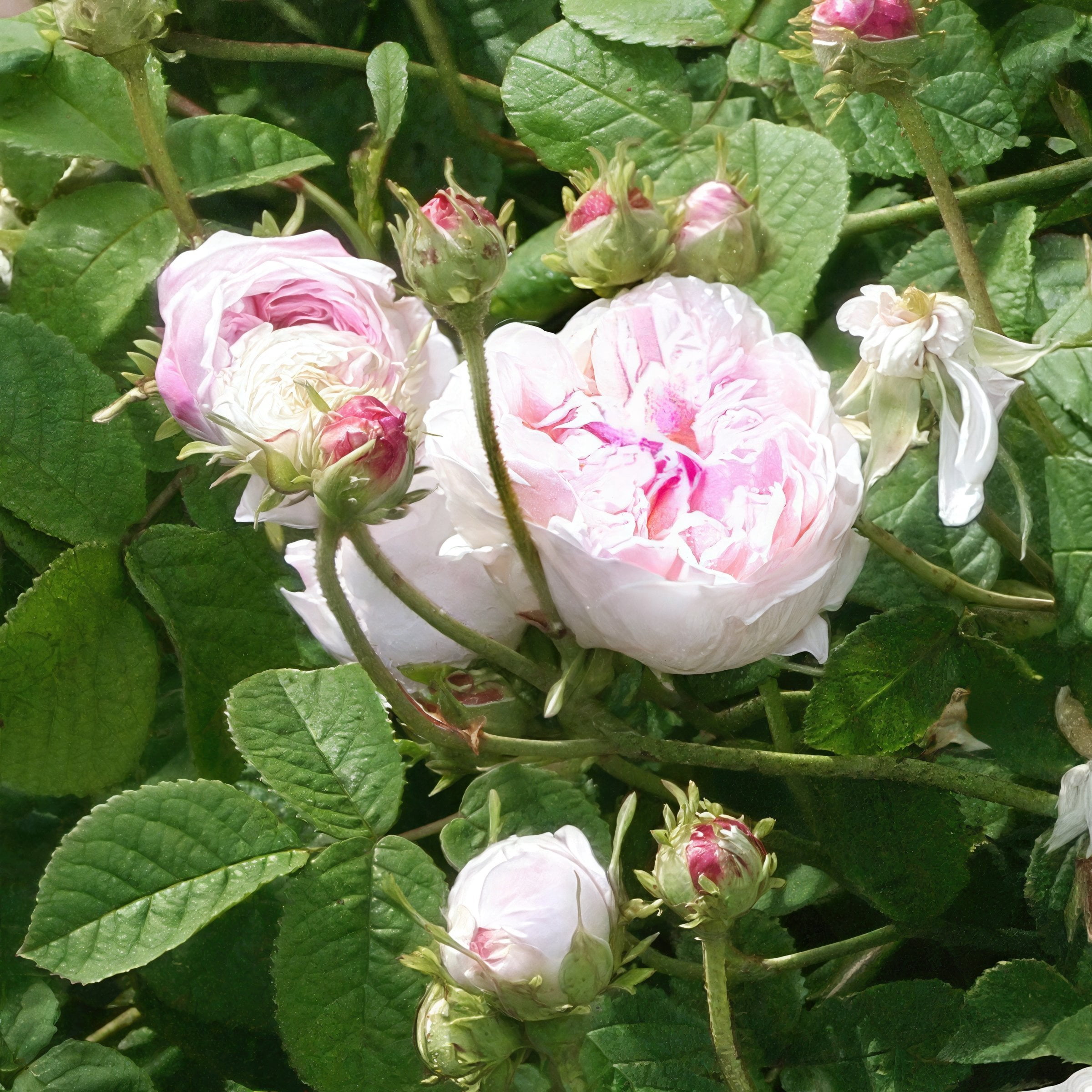National Plant Network Bare Root Rose Earth Angel Parfuma with Light Pink Flowers (5-Pack)