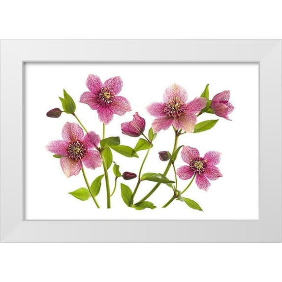 Parker, Jacky 14x11 White Modern Wood Framed Museum Art Print Titled - Helleborus x hybridus Tutu