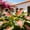 D, variant on Chill Tolerant Perennial Hosta Mix – Colorful Variegated Leaves – Effortless Shade Garden Accent – Great for Plant Hangers