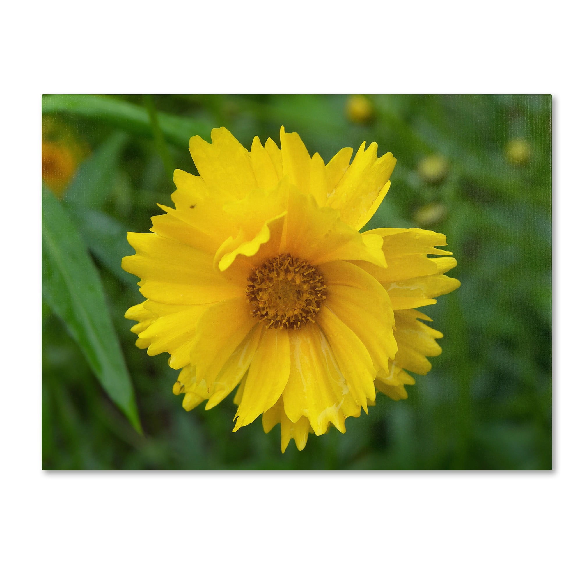 Trademark Fine Art "Purity" Canvas Art by Monica Fleet