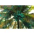 thumbnail image 2 of Simons 24x18 Black Ornate Wood Framed with Double Matting Museum Art Print Titled - Neon Palm Sunny, 2 of 4