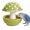 Green, variant on Mushroom Bird Feeding Bowl, No Mess Pet Cage Feeder, Covered Food or Water Bowl for Small Animals Budgie Cockatiel Hamster