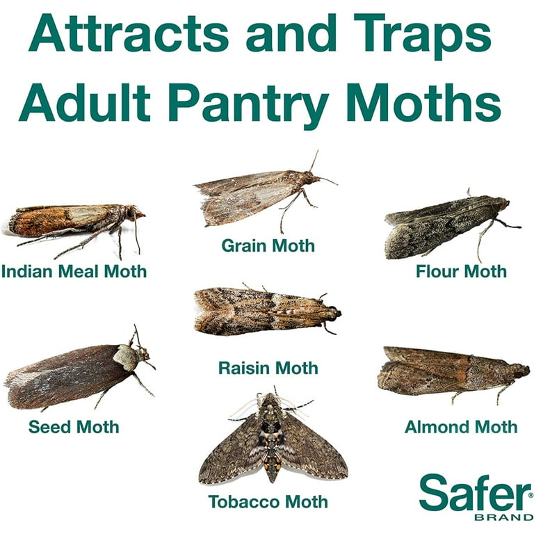 Eliminator Pantry Moth Traps, Pheromone Moth Traps, 2 Pack - Walmart.com