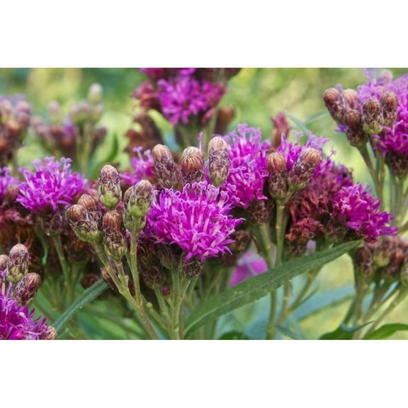 Common Ironweed Seeds (30  Seed Package)