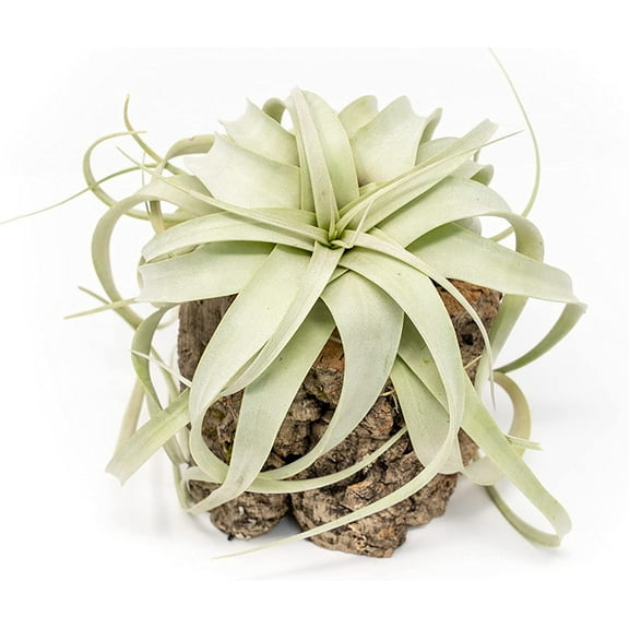Air Plant Shop Cork Bark Planters with Small Xerographica air Plants- Wholesale and Bulk - Succulents - Live Tillandsia - Easy Care Indoor and Outdoor House Plants