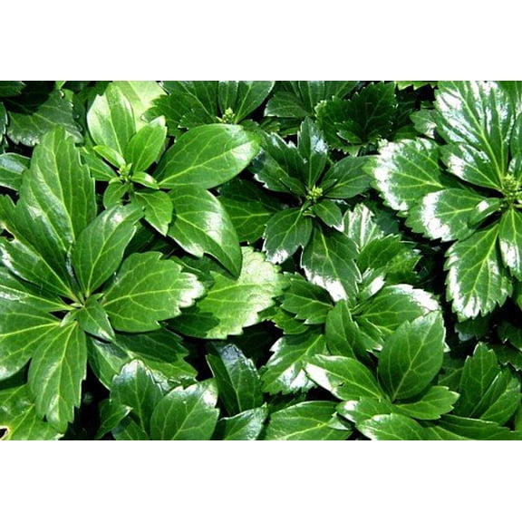 Japanese Spurge 48 Plants - Pachysandra - Hardy Groundcover - 1 3/4" Pots