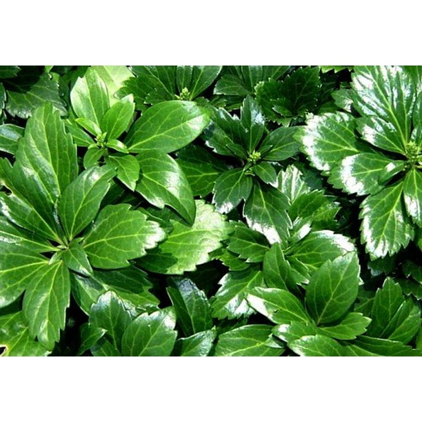Japanese Spurge 48 Plants Pachysandra Hardy Groundcover 1 3 4 Pots Walmart Com Walmart Com