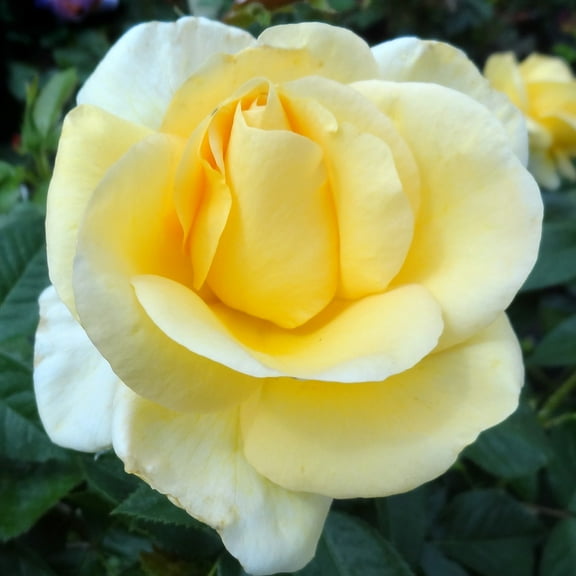 Heirloom Roses - Sunshine Daydreamâ„¢ Grandiflora Rose Bush - Yellow Rose Plants