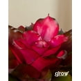 thumbnail image 2 of Bloomscape Live Potted Indoor 7in. Tall Blushing Bromeliad; Pet Friendly Plant in 6in. EcoPot, 2 of 6