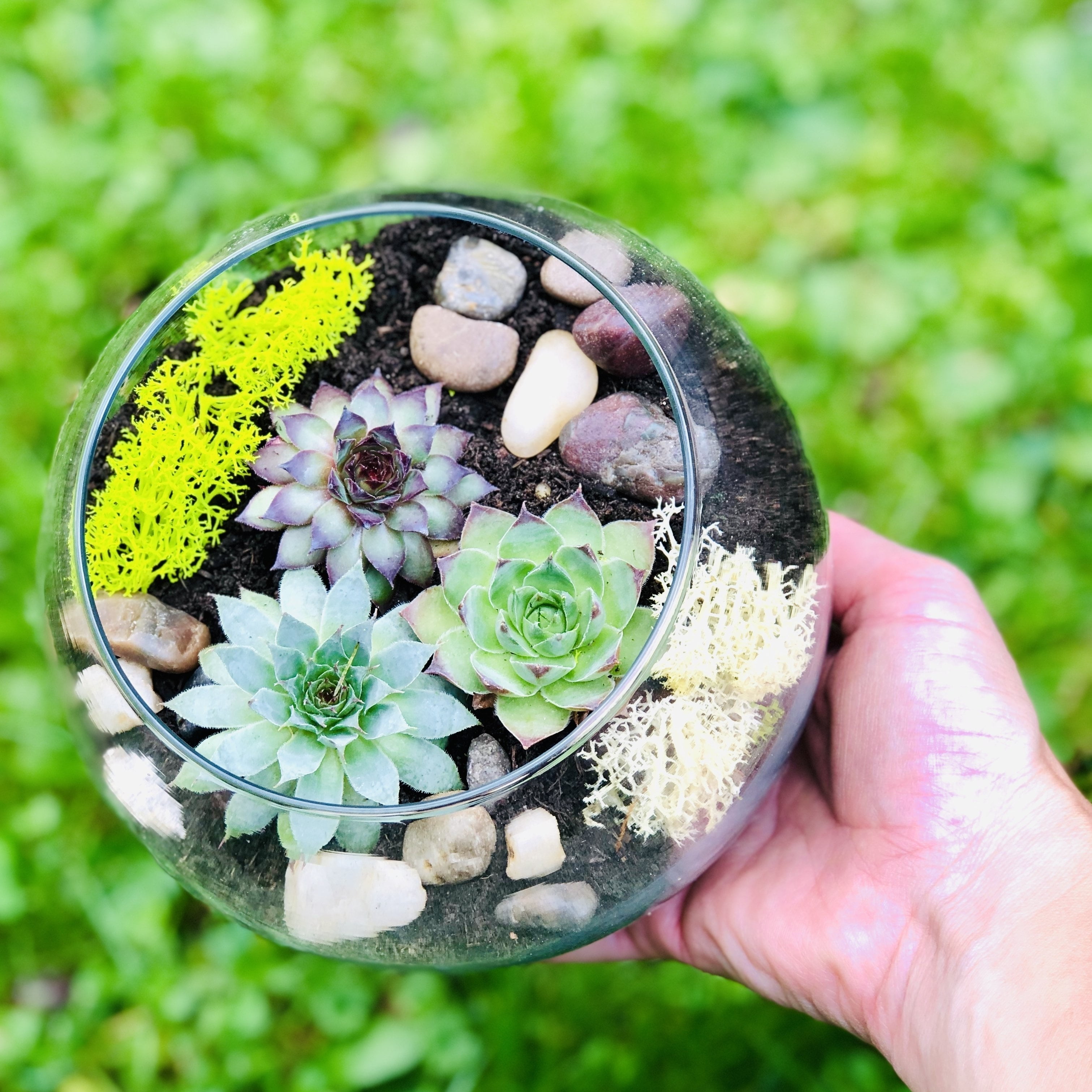 Zen DIY Succulent Terrarium Kit, Indoor Garden Plant Supplies, Craft kit -  Walmart.com