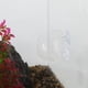 thumbnail image 4 of Soporte para Plantas de Acuario de Vidrio con Ventosas, Taza para Plantas de Acuario 1.89"L x 2.36"W, 4 of 7
