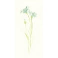 thumbnail image 2 of Vess, June Erica 14x24 White Modern Wood Framed Museum Art Print Titled - Cornflower Study I, 2 of 4