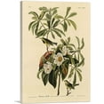 thumbnail image 1 of ARTCANVAS Bachman Warbler Canvas Art Print by John James Audubon - Size: 12" x 8" (0.75" Deep), 1 of 9